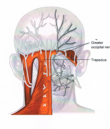 頭痛の神経図２