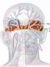 頭痛の神経図３